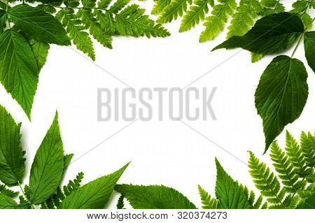 Frame Of Green Leaves, Place For Text. Natural Background.