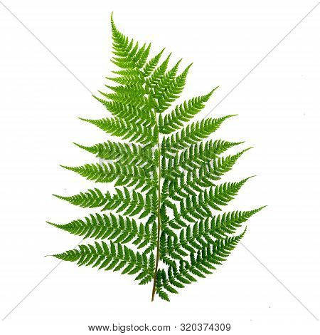 Green Leaf Of Fern On A White Background.