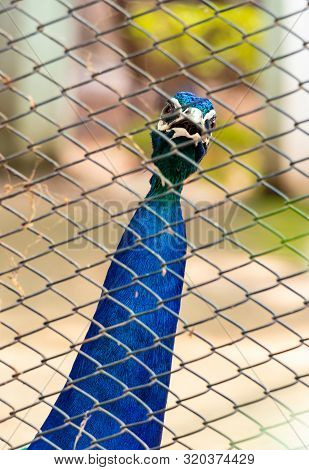 Peacock With Open Mouth Staring Towards The Camera In The Zoo