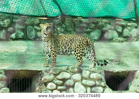 Male Leopard Standing On The Edge Of The Roof And Looking Upward In Chhatbir Zoo Of Chandigarh, Indi
