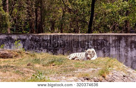 Resting And Looking Forward White Tiger In The Zoo