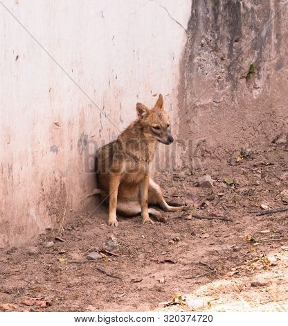 Spotted Sitting Hyena (hyaenidae) Scavenger In Chhatbir Zoo, India