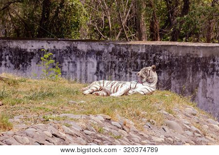 The Beautiful White Tiger Resting And Looking Back In The Zoo