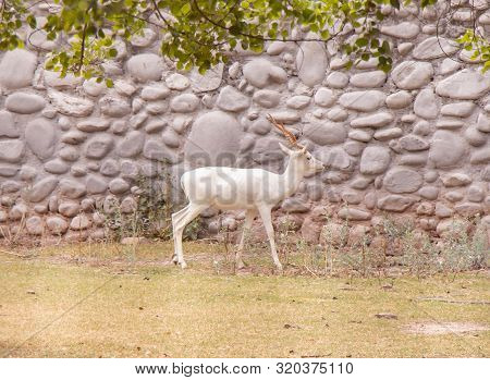 White Gazella Bennettii Deer Walking In Chhatbir Zoo, India. Wildlife Photography