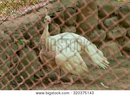 White Peacock With Open Mouth Staring In Front And Standing In The Cage At Chhatbir Zoo