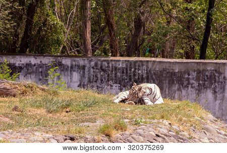 White Tiger Or Bleached Tiger Resting On Ground With Green Background In Chhatbir Zoo