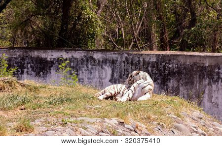 White Tiger With Turned Face Resting On Ground With Green Background In Chhatbir Zoo