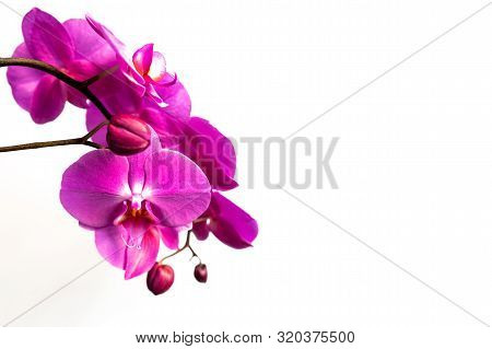 Orchid Branch On A White Background. Beautiful Violet Flowers And Buds.