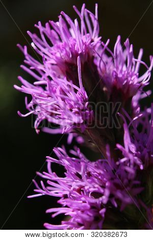 Abstract Image Of The Bright Purple Flowers Of Liatris Spicata Kobold, Backlit And In Extreme Close 
