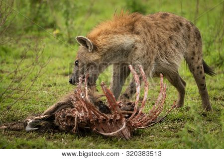 Spotted Hyena Stands Gnawing Ribcage Of Carcase