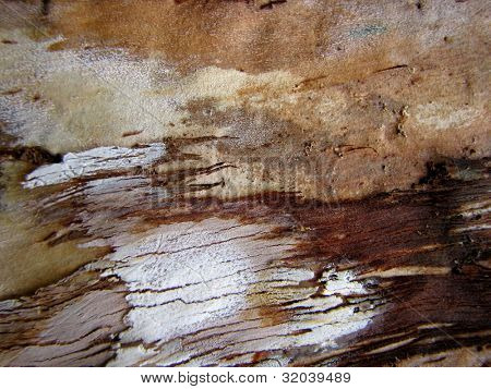 Texturou Paperbark Tree