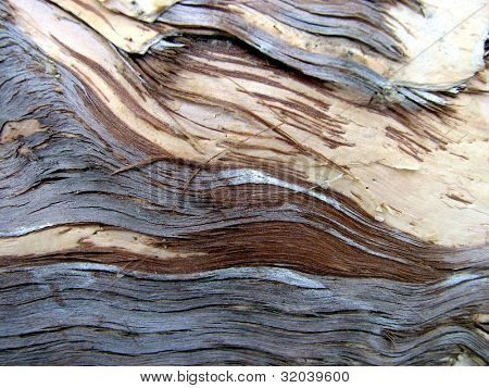 Paperbark Tree vzorky 2
