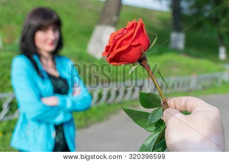 A Man Hand Holds Out A Red Rose As A Sign Of Reconciliation, Apology, Against The Offended Girl