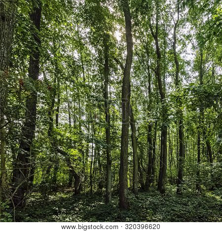Polish Wild Forest - Kampinos National Park, Poland