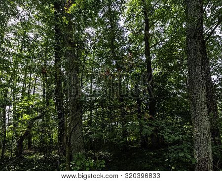 Polish Wild Forest - Kampinos National Park, Poland