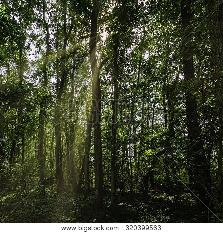 Polish Wild Forest With Visible Sun Rays - Kampinos National Park, Poland