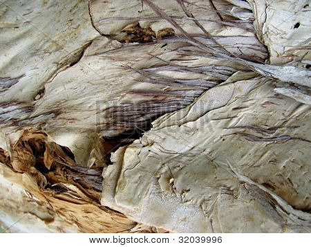 Makro fotografie australských paperbark stromové kůry