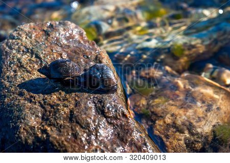 Two Great Pond Snails (lymnaea Stagnalis) On The Wet Stone On A Summer Afternoon.