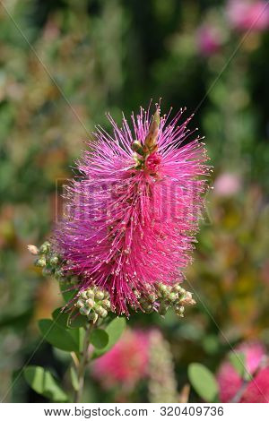 Bottlebrush Hot Pink - Latin Name - Callistemon Viminalis Hot Pink (melaleuca Viminalis Hot Pink)