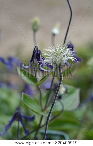 Clematis Hendersonii - Latin Name - Clematis Integrifolia Hendersonii