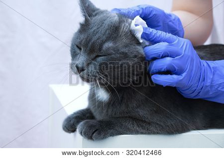 A Veterinarian In Gloves Is Cleaning The Ears Of A Gray Cat. Close-up.