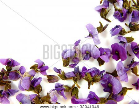 Super Macro Floral Frame con spazio per il testo