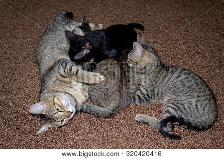 Cute Little Kittens Breastfeeding Mom Cat At The Home 

Kittens Sucking Their Mothers Lying On The F