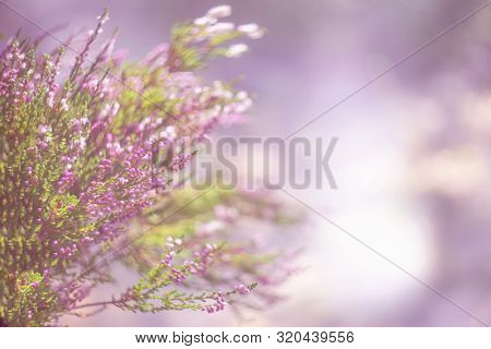 Mystical Defocused Background With Purple Heather Bushes And Nice Bokeh Circles. Author Processing O