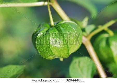 Fruit And Leaves Of Physalis Minima Or Ground Cherry Closeup