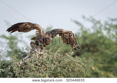 Steppe Eagle Or Aquila Nipalensis Portrait With Wings Open About To Fly From Green Tree Trunk At Tha