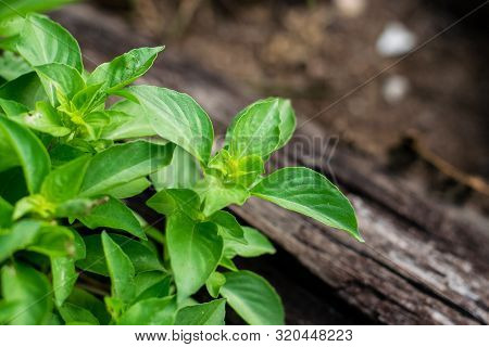 Fresh Hoary Basil Or Thai Lemon Basil.basil Is Ingredient Of Thai Food, Herbs.