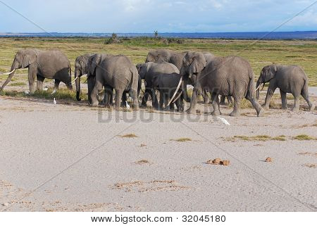 elefant