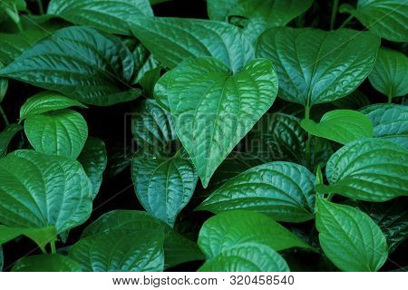 Wild Betal Leafbush Growing In A Garden With Dark Background
