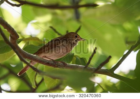 Nightingale (luscinia Megarhynchos) Perching In A Tree Against Green Leaves, Small Thrush Passerine 