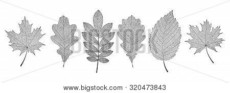 Set Of Hand-drawn Black Leaves Skeletons. Vector Eps 10.