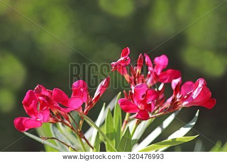 Branch With Pink Oleander Blosssoms In Front Of A Green Garden Background