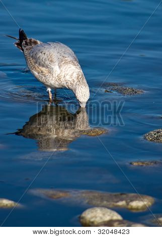 Seagull Drinking