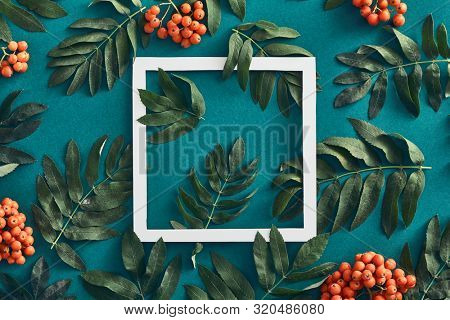 Forest sorbus and leaves top view on green background. Red wild rowan and branches social media post with copyspace design. Wild berries frame concept. Fall botanical backdrop, border idea