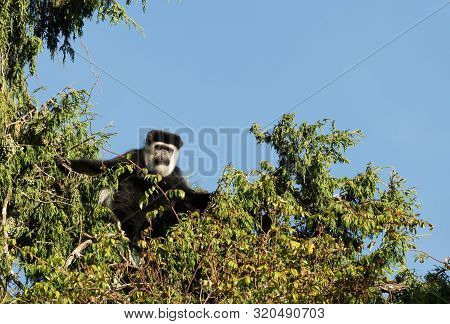 Mantled Guereza (colobus Guereza) Monkey In Harenna Forest. Bale Mountains National Park, Ethiopia.