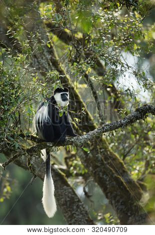 Mantled Guereza (colobus Guereza) Monkey In Harenna Forest. Bale Mountains National Park, Ethiopia.