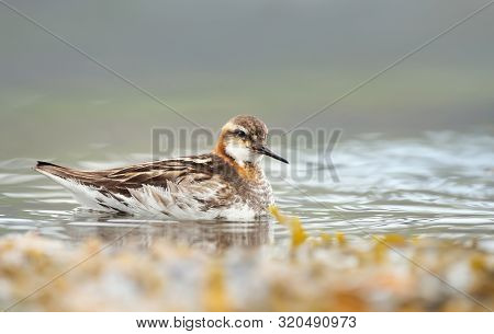 Close Up Of A Red-necked Phalarope (phalaropus Lobatus) In Water, Iceland.