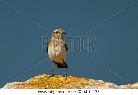 Close Up Of A Pied Wheatear (oenanthe Pleschanka) Perched On A Rock Against Blue Background, Bulgari