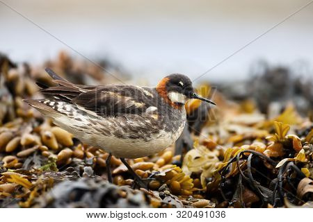 Close Up Of A Red-necked Phalarope (phalaropus Lobatus) In Seaweeds, Iceland.