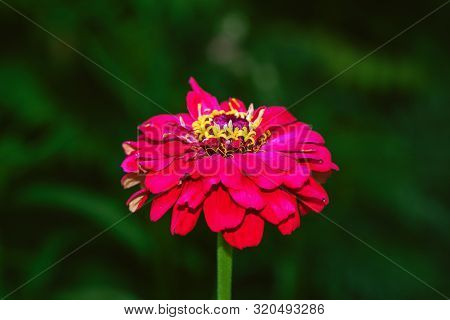 Beautiful Flowers Zinia On The Background Of Blurred Green Leaves And Grass.