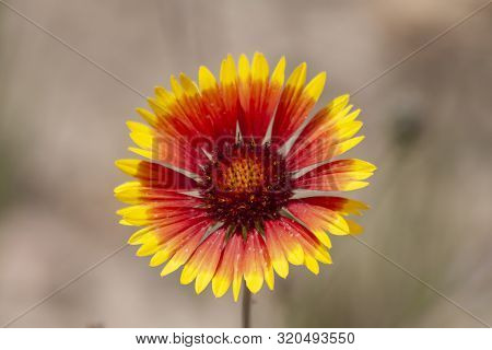Desert Red And Yellow Indian Blanket Wildflower In Utah
