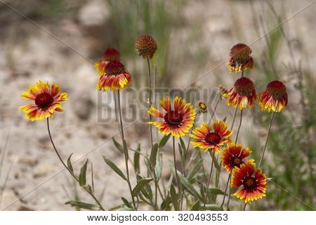 Desert Red And Yellow Indian Blanket Wildflower In Utah