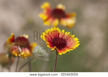 Desert Red And Yellow Indian Blanket Wildflower In Utah
