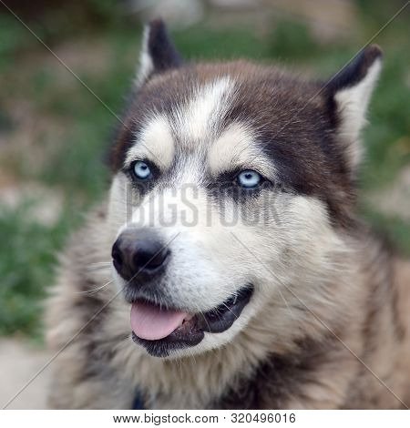 Arctic Malamute With Blue Eyes Muzzle Portrait Close Up. This Is A Fairly Large Dog Native Type