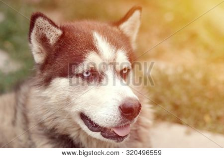 Arctic Malamute With Blue Eyes Muzzle Portrait Close Up. This Is A Fairly Large Dog Native Type