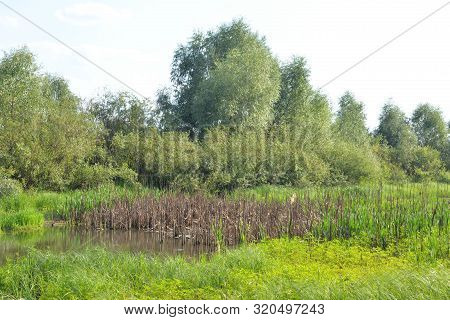 View Of The Swamp On A Sunny Summer Day In Belarusian Polesie.